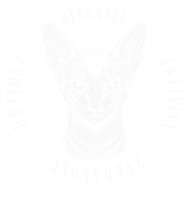 Abyssinská kočka Abyssinská kočka - Obrázek 2