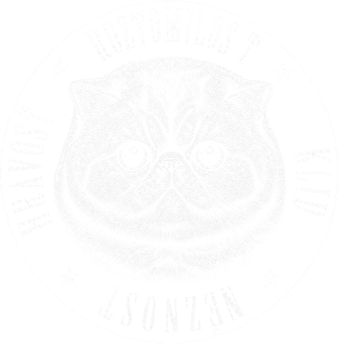 Exotická krátkosrstá kočka Exotická krátkosrstá kočka - Obrázek 2