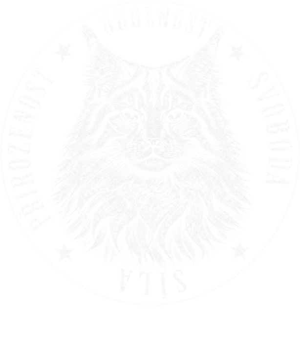 Norská lesní kočka Norská lesní kočka - Obrázek 2